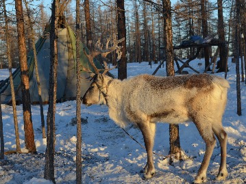 Horse Riding to Tsaatan Reindeer herders
